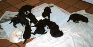 Hovawart puppies - a real handful