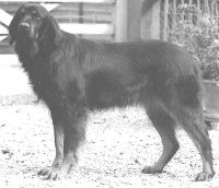 Hovawart photo