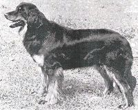 Hovawart photo