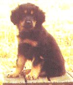 Hovawart photo