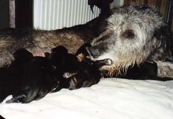 Kitty feeding Hovawart pups