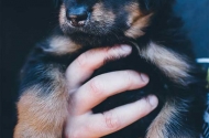 Puppies