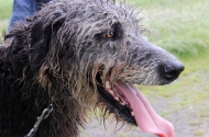 Irish Wolfhounds