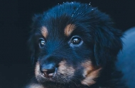 Puppies
