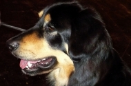 Crufts 2012