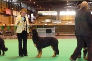 Crufts 2012