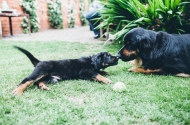 Puppies