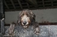 Irish Wolfhounds