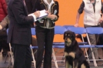 Crufts 2013