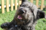Glen of Imaal Puppies due