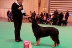 Crufts 2014