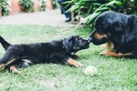Hovawart puppies