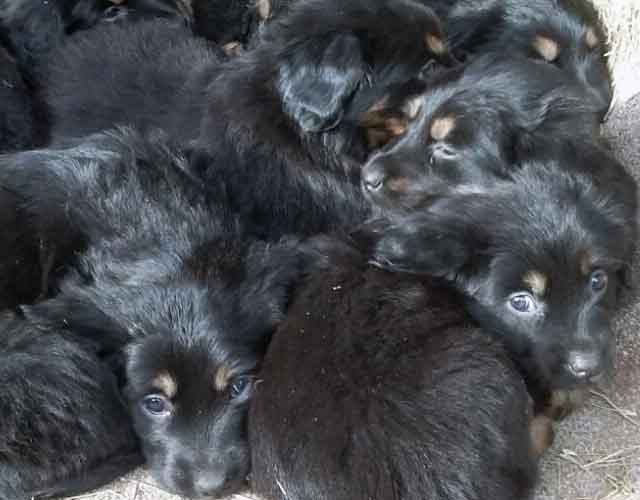 Poppy's litter February 2017