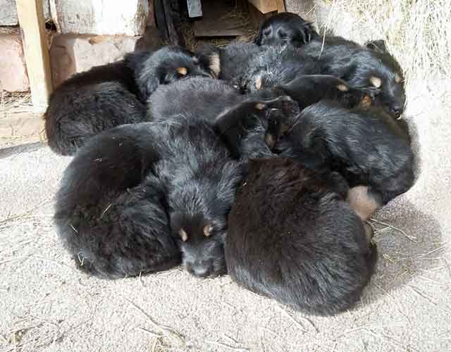 Poppy & Dublin litter 2017