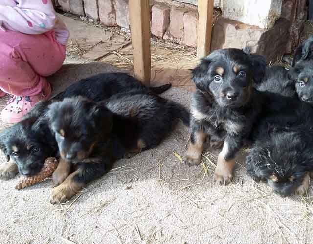 Poppy's puppies