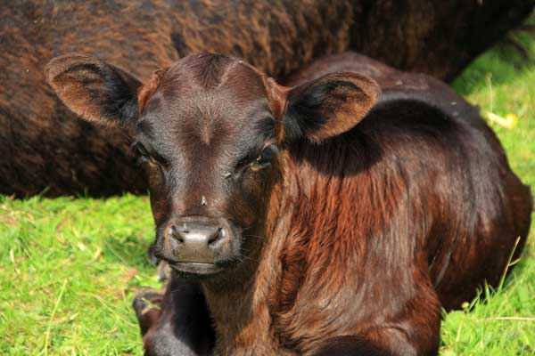 Dexter calf 