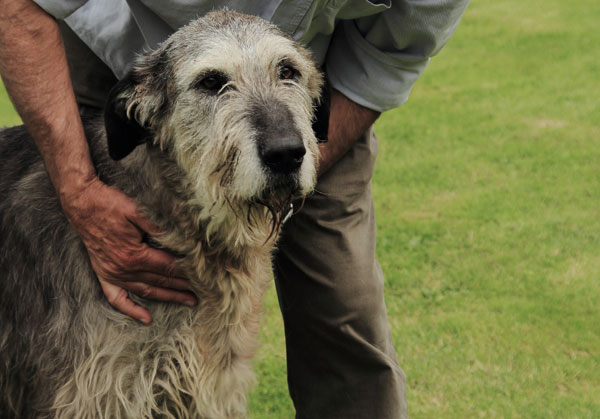 Pine Midnight - Irish Wolfhound